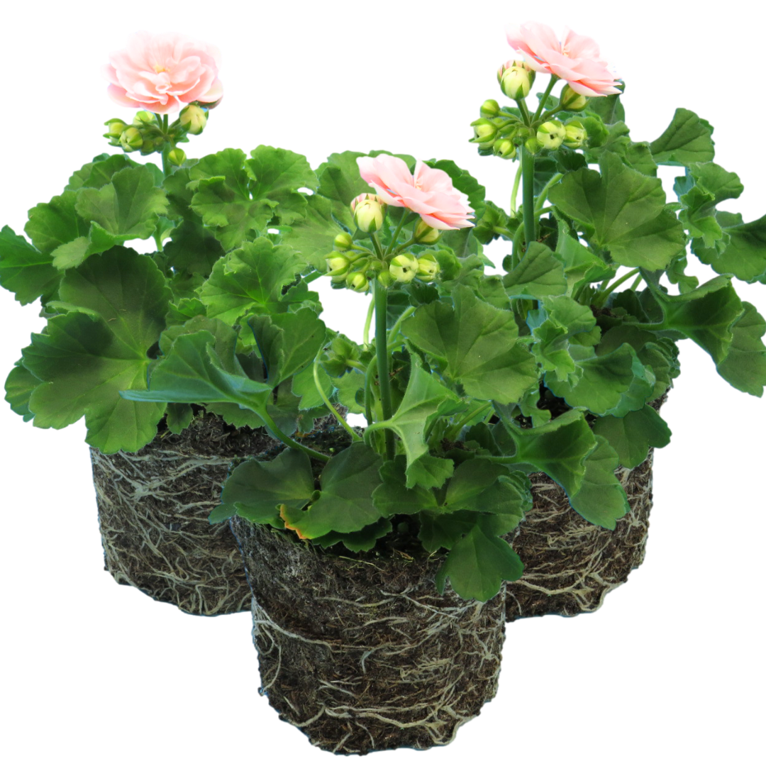 Pelargonium x hortorum 'Rosebud Astrid' from Cedar Nursery, Cobham