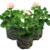 Pelargonium x hortorum 'Rosebud Astrid' from Cedar Nursery, Cobham