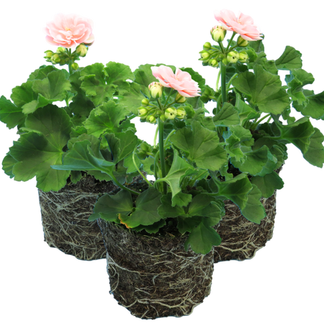 Pelargonium x hortorum 'Rosebud Astrid' from Cedar Nursery, Cobham