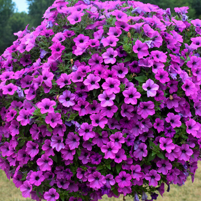 Petunia 'Dekko Deep Lavender Vein' from Cedar Nursery, Cobham