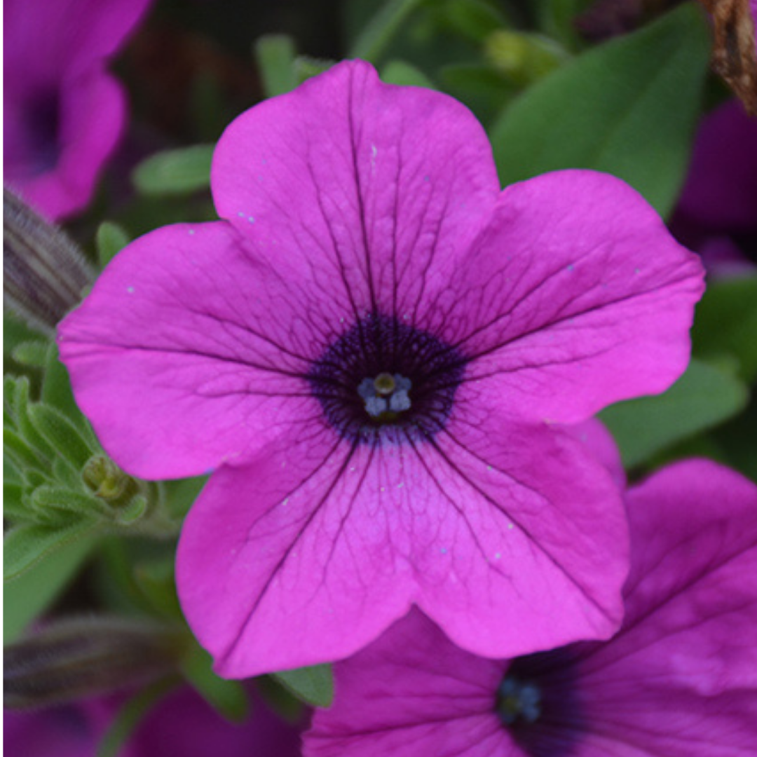 Petunia 'Dekko Deep Lavender Vein' from Cedar Nursery, Cobham