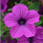 Petunia 'Dekko Deep Lavender Vein' from Cedar Nursery, Cobham