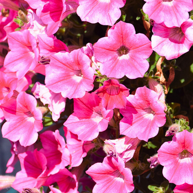 Petunia 'Dekko Rose Star' from Cedar Nursery, Cobham