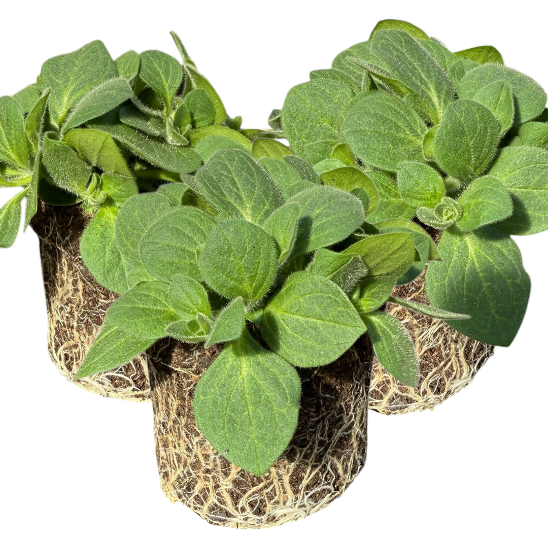 Petunia 'Dekko Rose Star' from Cedar Nursery, Cobham