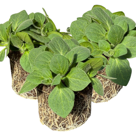 Petunia 'Dekko Rose Star' from Cedar Nursery, Cobham