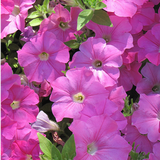 Petunia 'Easy Wave Pink' from Cedar Nursery, Cobham
