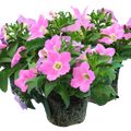 Petunia 'Easy Wave Pink' from Cedar Nursery, Cobham