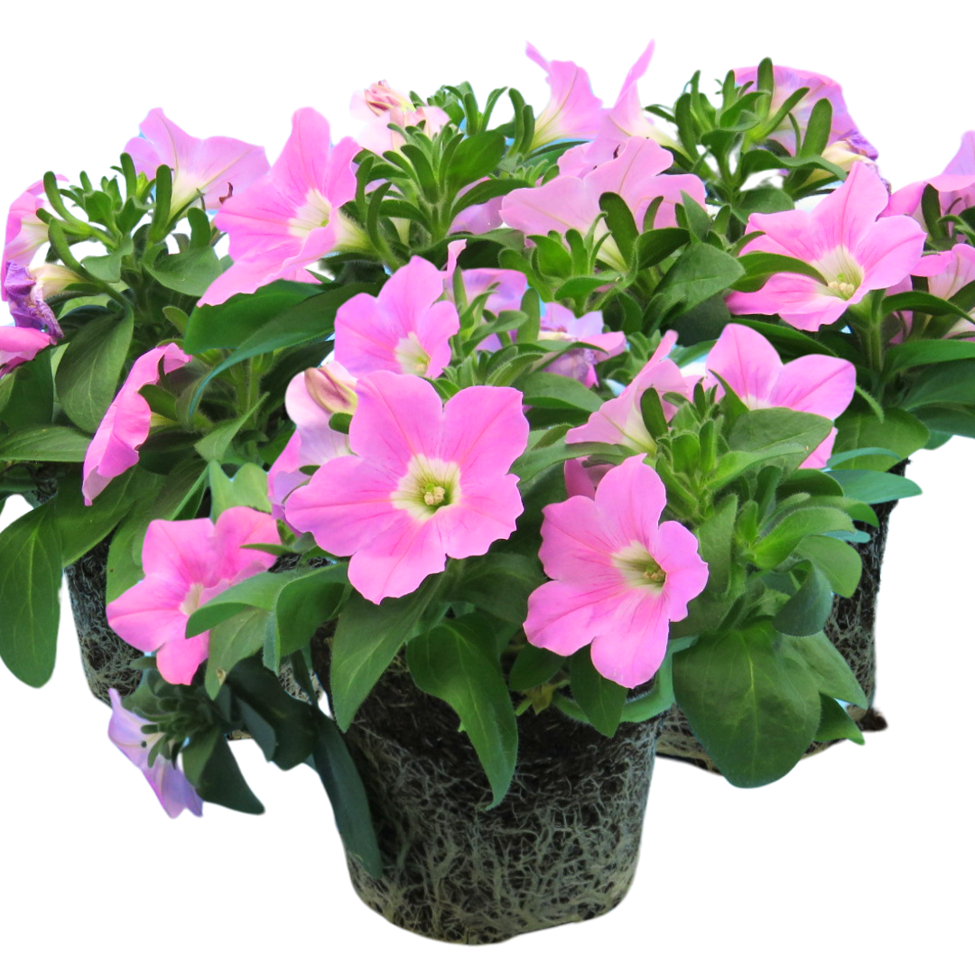 Petunia 'Easy Wave Pink' from Cedar Nursery, Cobham