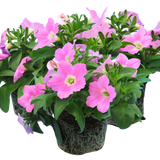 Petunia 'Easy Wave Pink' from Cedar Nursery, Cobham