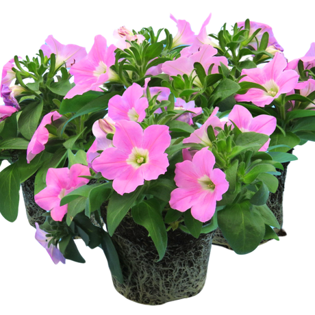 Petunia 'Easy Wave Pink' from Cedar Nursery, Cobham