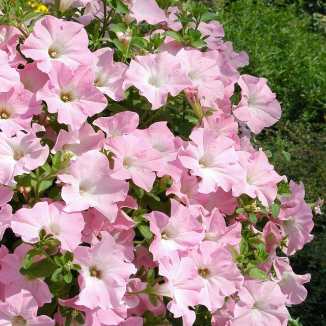 Petunia 'Express Apple Blossom' from Cedar Nursery, Cobham