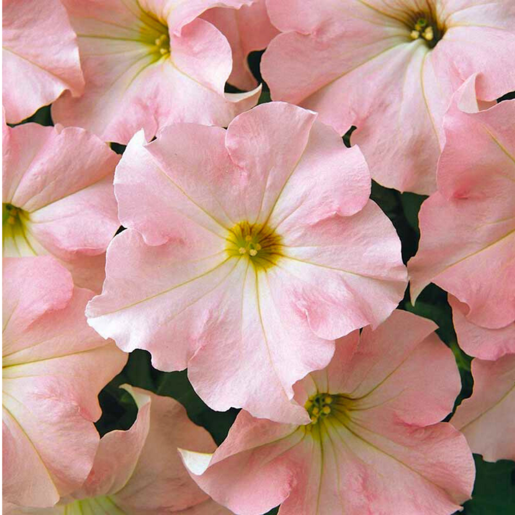 Petunia 'Express Apple Blossom' from Cedar Nursery, Cobham