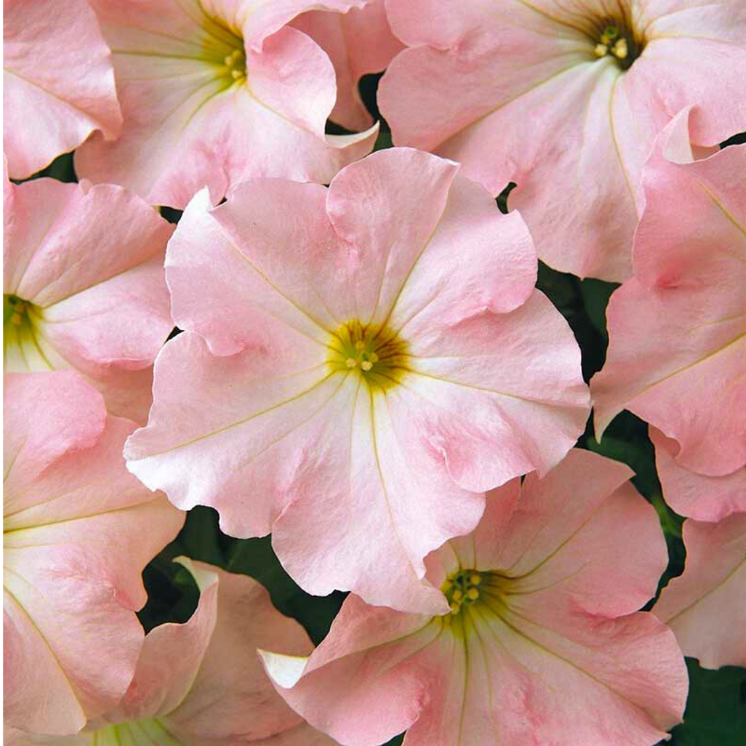 Petunia 'Express Apple Blossom' from Cedar Nursery, Cobham