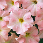 Petunia 'Express Apple Blossom' from Cedar Nursery, Cobham