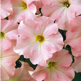 Petunia 'Express Apple Blossom' from Cedar Nursery, Cobham