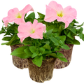Petunia 'Express Apple Blossom' from Cedar Nursery, Cobham