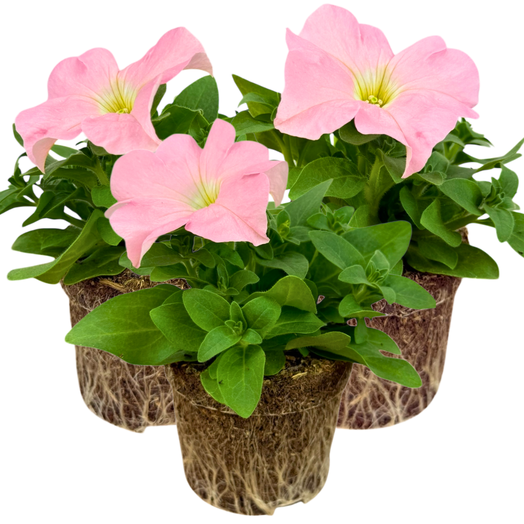 Petunia 'Express Apple Blossom' from Cedar Nursery, Cobham