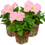 Petunia 'Express Apple Blossom' from Cedar Nursery, Cobham