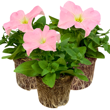 Petunia 'Express Apple Blossom' from Cedar Nursery, Cobham