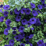 Petunia 'Express Blue' from Cedar Nursery, Cobham