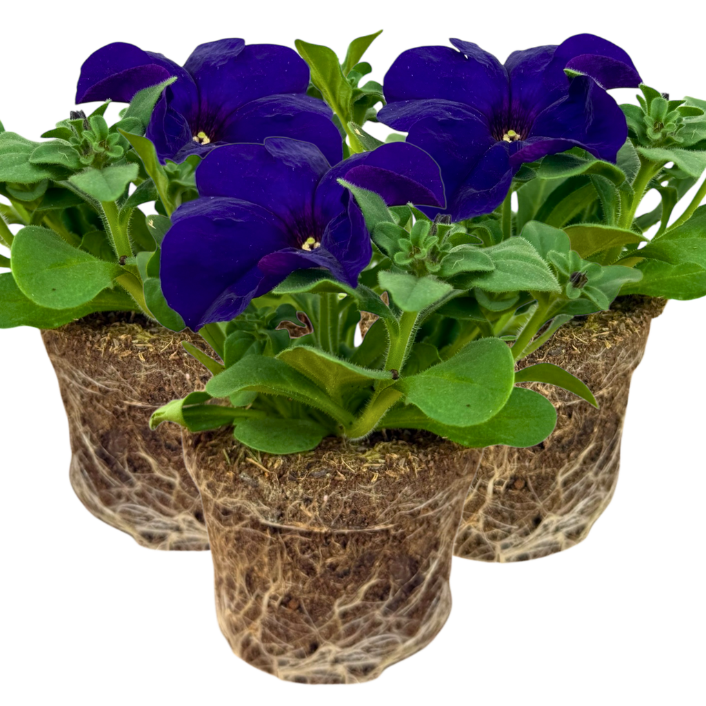 Petunia 'Express Blue' from Cedar Nursery, Cobham
