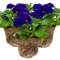 Petunia 'Express Blue' from Cedar Nursery, Cobham