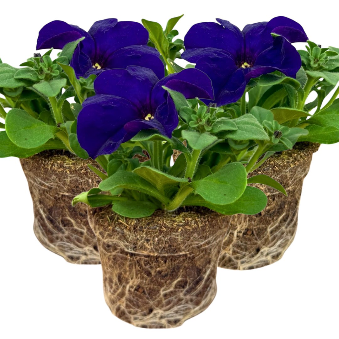 Petunia 'Express Blue' from Cedar Nursery, Cobham