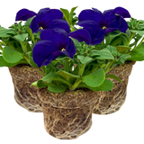 Petunia 'Express Blue' from Cedar Nursery, Cobham