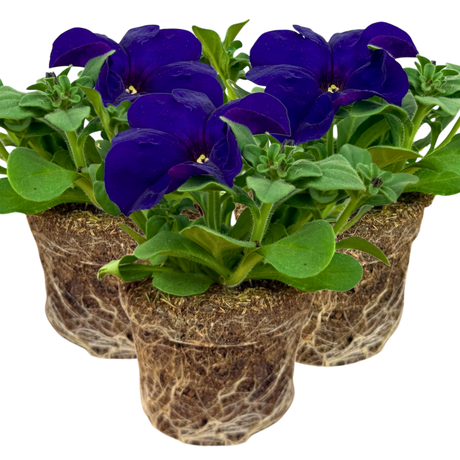 Petunia 'Express Blue' from Cedar Nursery, Cobham