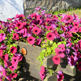 Petunia 'Surfinia Deep Red' from Cedar Nursery, Cobham