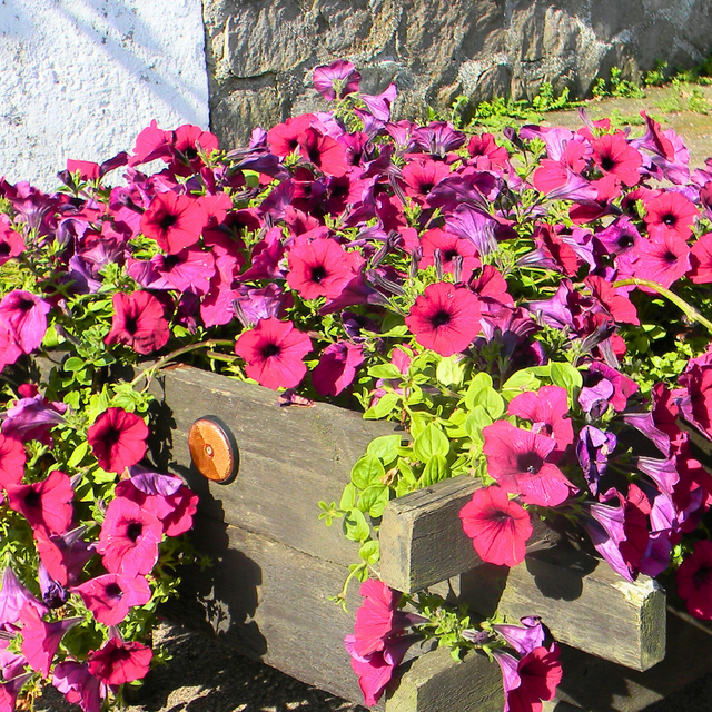 Petunia 'Surfinia Deep Red' from Cedar Nursery, Cobham