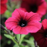 Petunia 'Surfinia Deep Red' from Cedar Nursery, Cobham