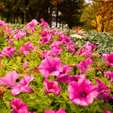 Petunia 'Surfinia Hot Pink' from Cedar Nursery, Cobham