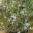 Philotheca (Eriostemon) myoporoides 'Flower Girl White'  available at Cedar Nursery, Surrey