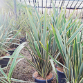 Phormium tenax 'Variegatum'