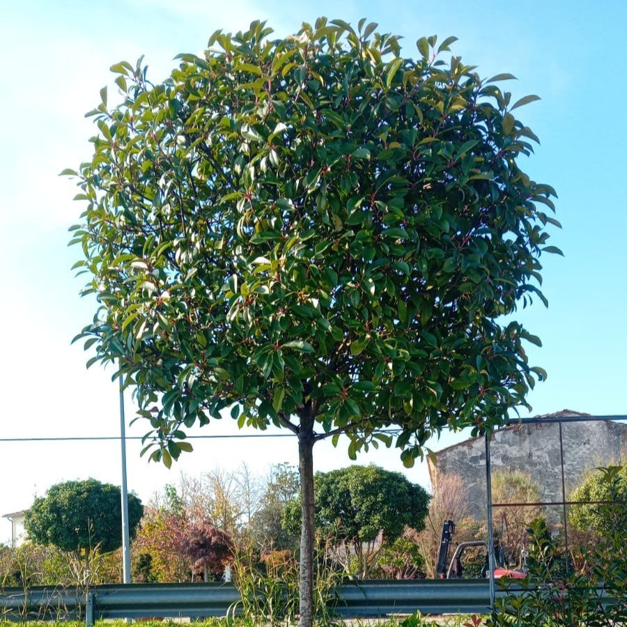 Photinia x fraseri 'Red Robin' - 16-18 cm Std Stem 170 180 litre