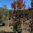 Photinia x fraseri 'Red Robin'