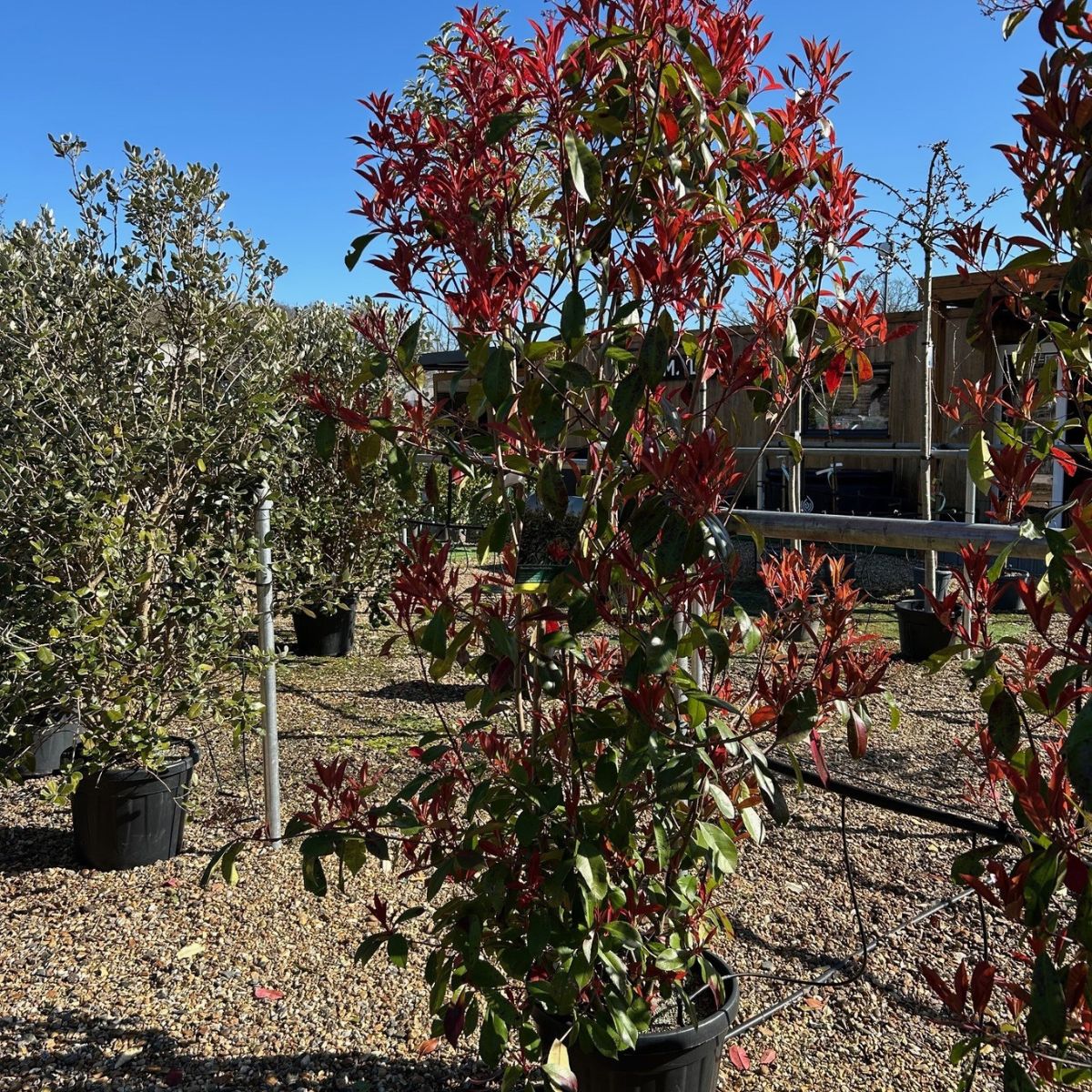 Photinia x fraseri 'Red Robin'