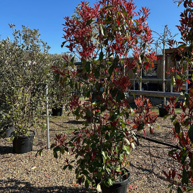 Photinia x fraseri 'Red Robin'