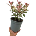 Photinia x fraseri Pink Crispy 3L at Cedar Nursery Surrey