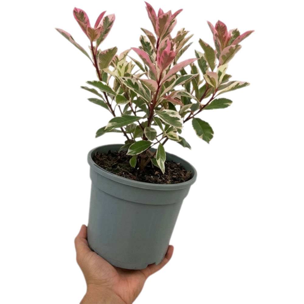 Photinia x fraseri Pink Crispy 3L at Cedar Nursery Surrey