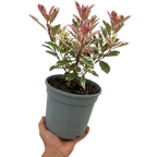 Photinia x fraseri Pink Crispy 3L at Cedar Nursery Surrey