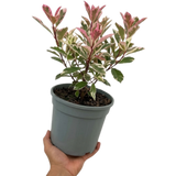 Photinia x fraseri Pink Crispy 3L at Cedar Nursery Surrey