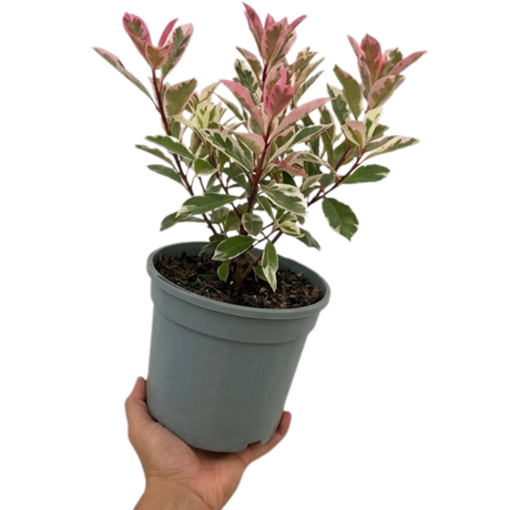 Photinia x fraseri Pink Crispy 3L at Cedar Nursery Surrey