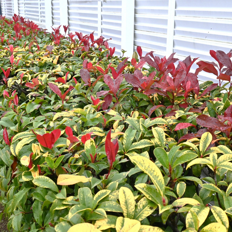 Photinia x fraseri Red Robin 2L at Cedar Nursery Surrey