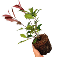 Photinia x fraseri Red Robin 2L at Cedar Nursery Surrey