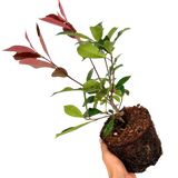 Photinia x fraseri 'Red Robin'