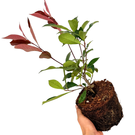 Photinia x fraseri Red Robin 2L at Cedar Nursery Surrey