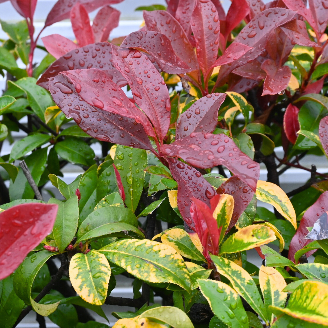 Photinia x fraseri Red Robin 2L at Cedar Nursery Surrey