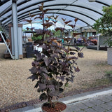 Physocarpus Diabolo at Cedar Nursery Cobham